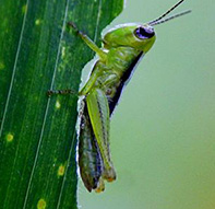 grasshopper-eating-3