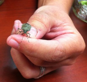 stink-bug-1hand